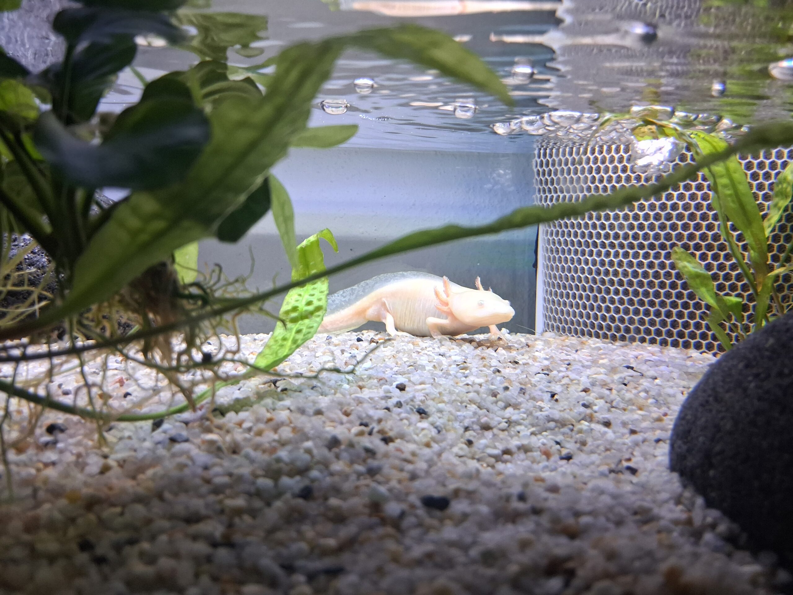 Aquarium mit 3x Axolotl und Zubehör Futter Einrichtung