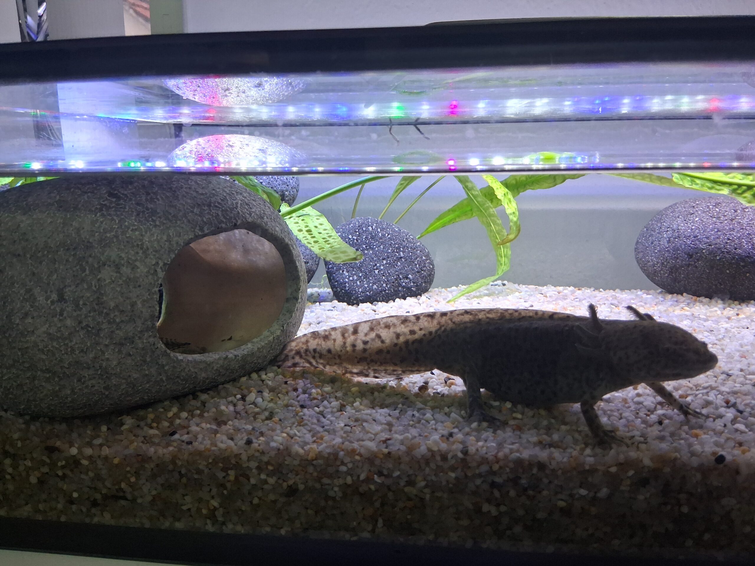 Aquarium mit 3x Axolotl und Zubehör Futter Einrichtung