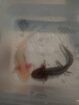 2 Axolotl Babys suchen ein Zuhause