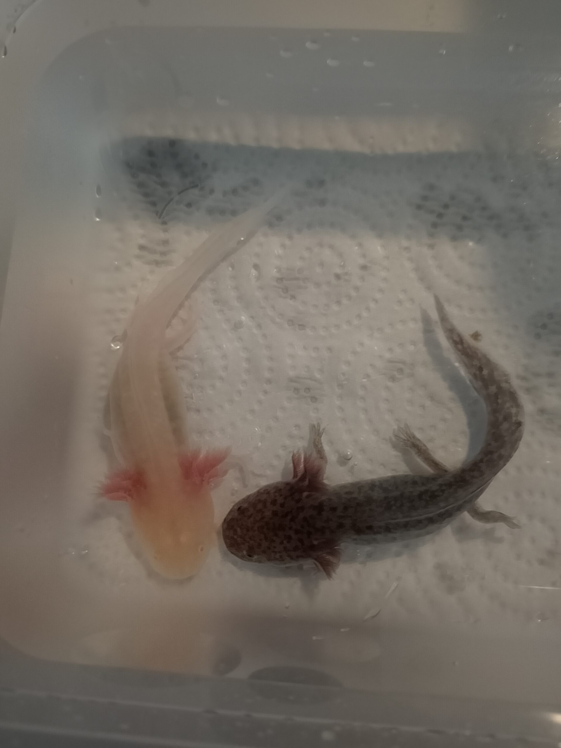 2 Axolotl Babys suchen ein Zuhause