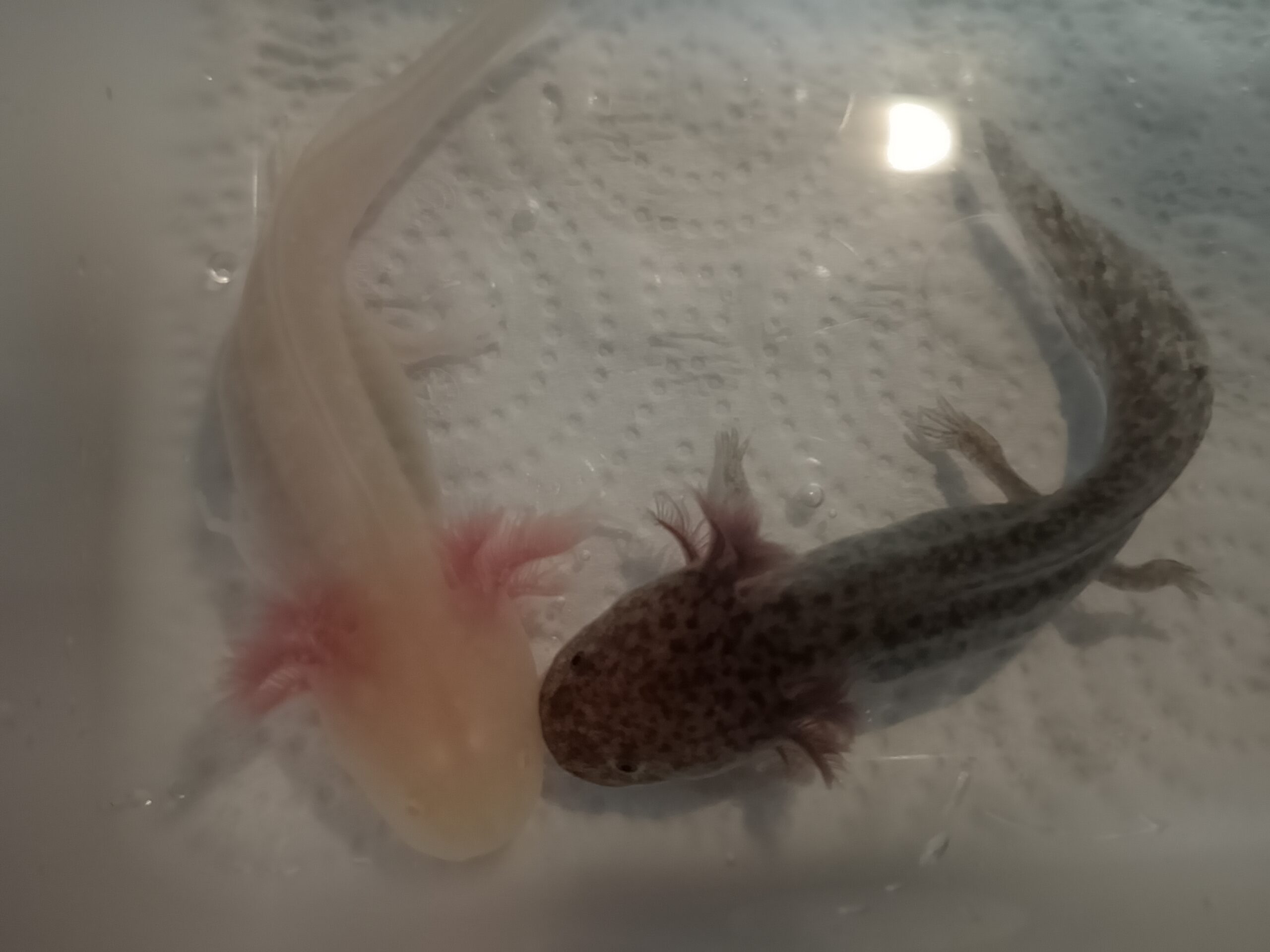 2 Axolotl Babys suchen ein Zuhause