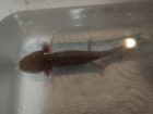 2 Axolotl Babys suchen ein Zuhause