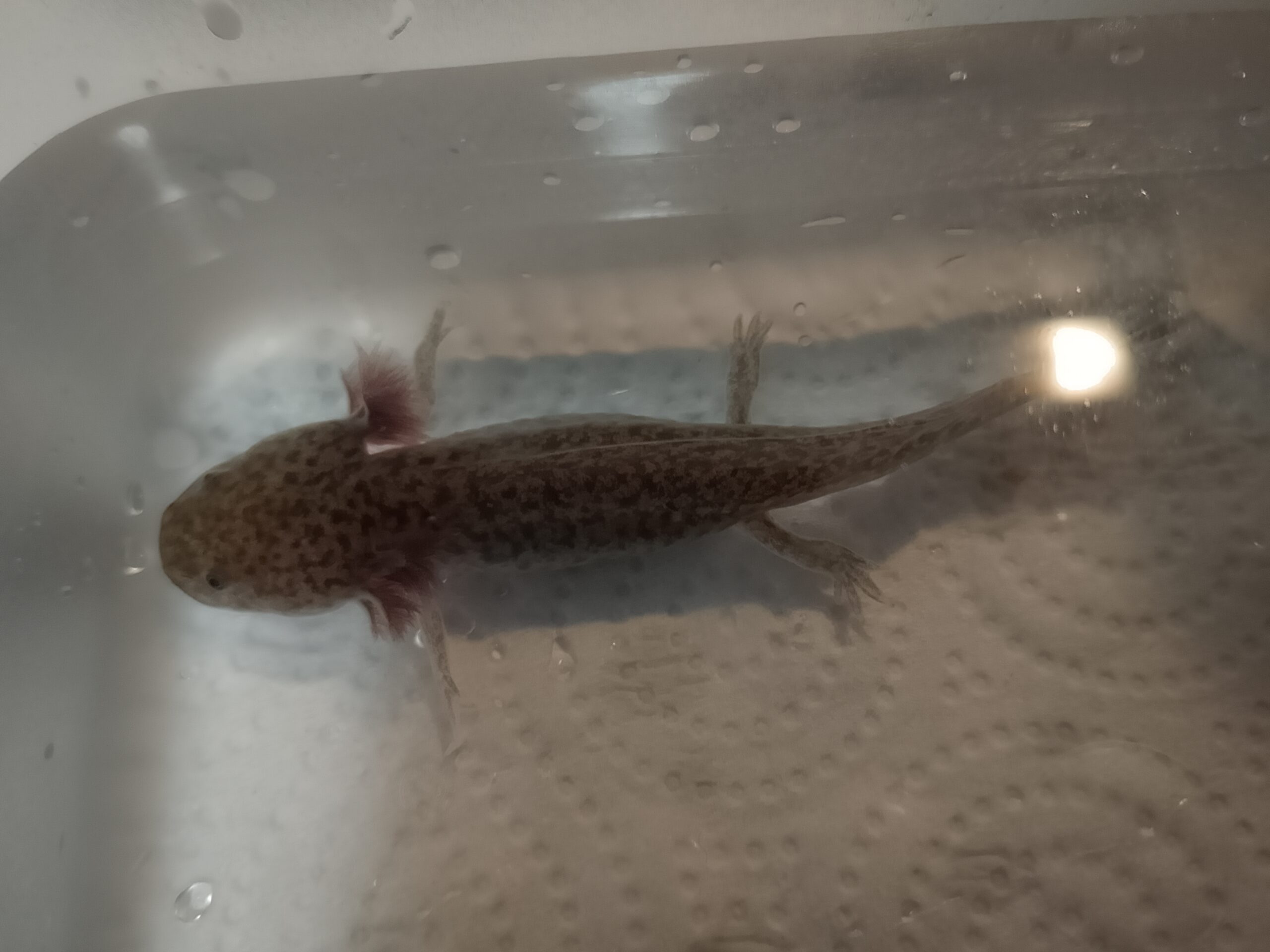 2 Axolotl Babys suchen ein Zuhause
