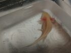2 Axolotl Babys suchen ein Zuhause