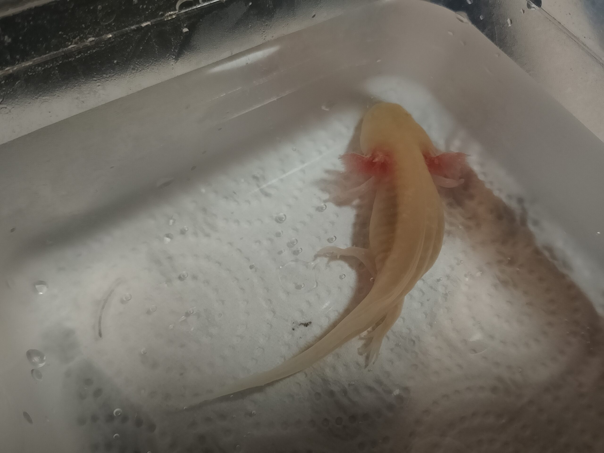 2 Axolotl Babys suchen ein Zuhause