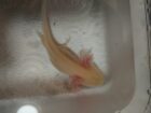 2 Axolotl Babys suchen ein Zuhause