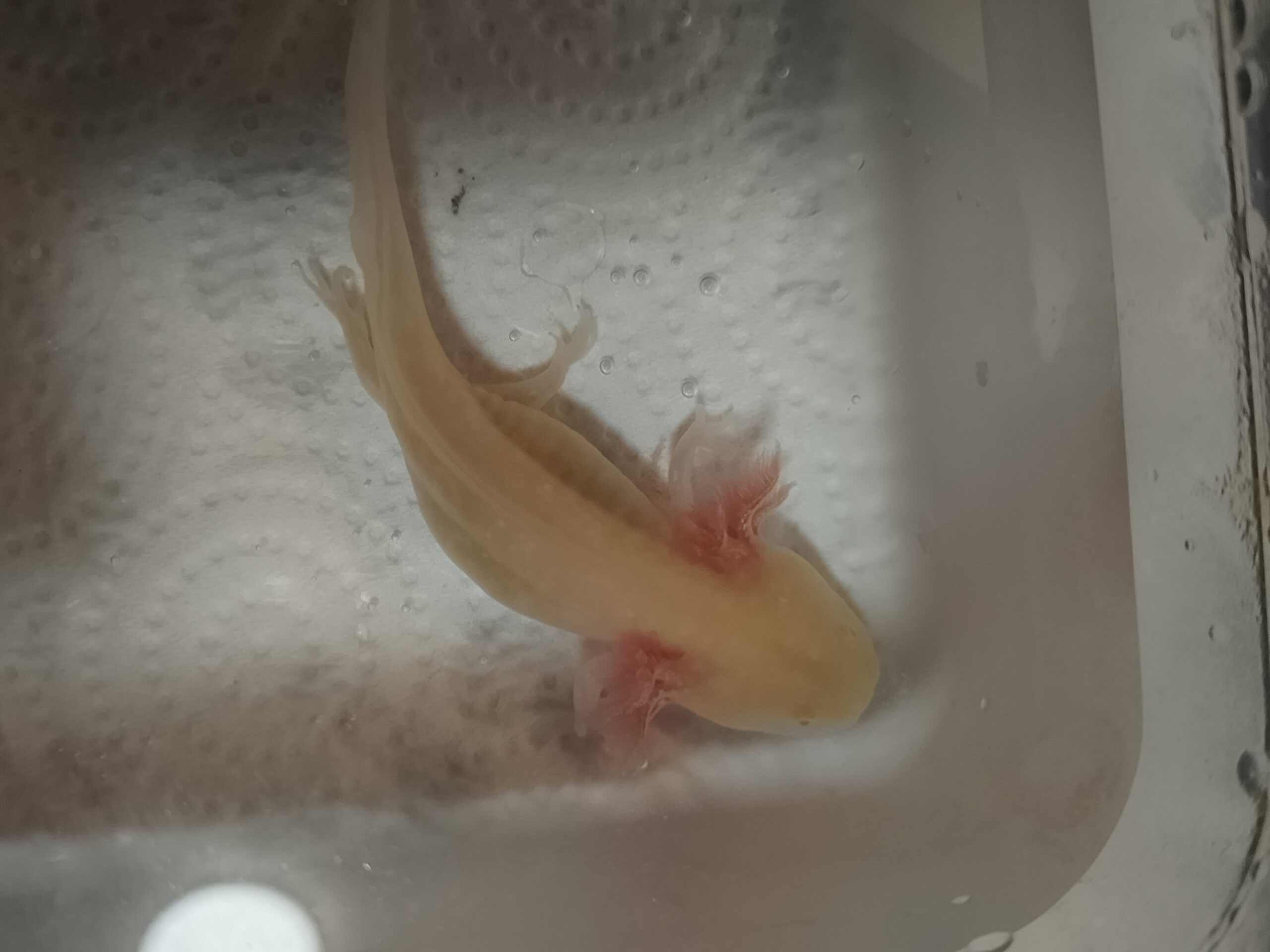 2 Axolotl Babys suchen ein Zuhause