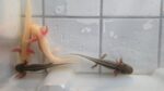 Wunderschöne Axolotl Babys abzugeben