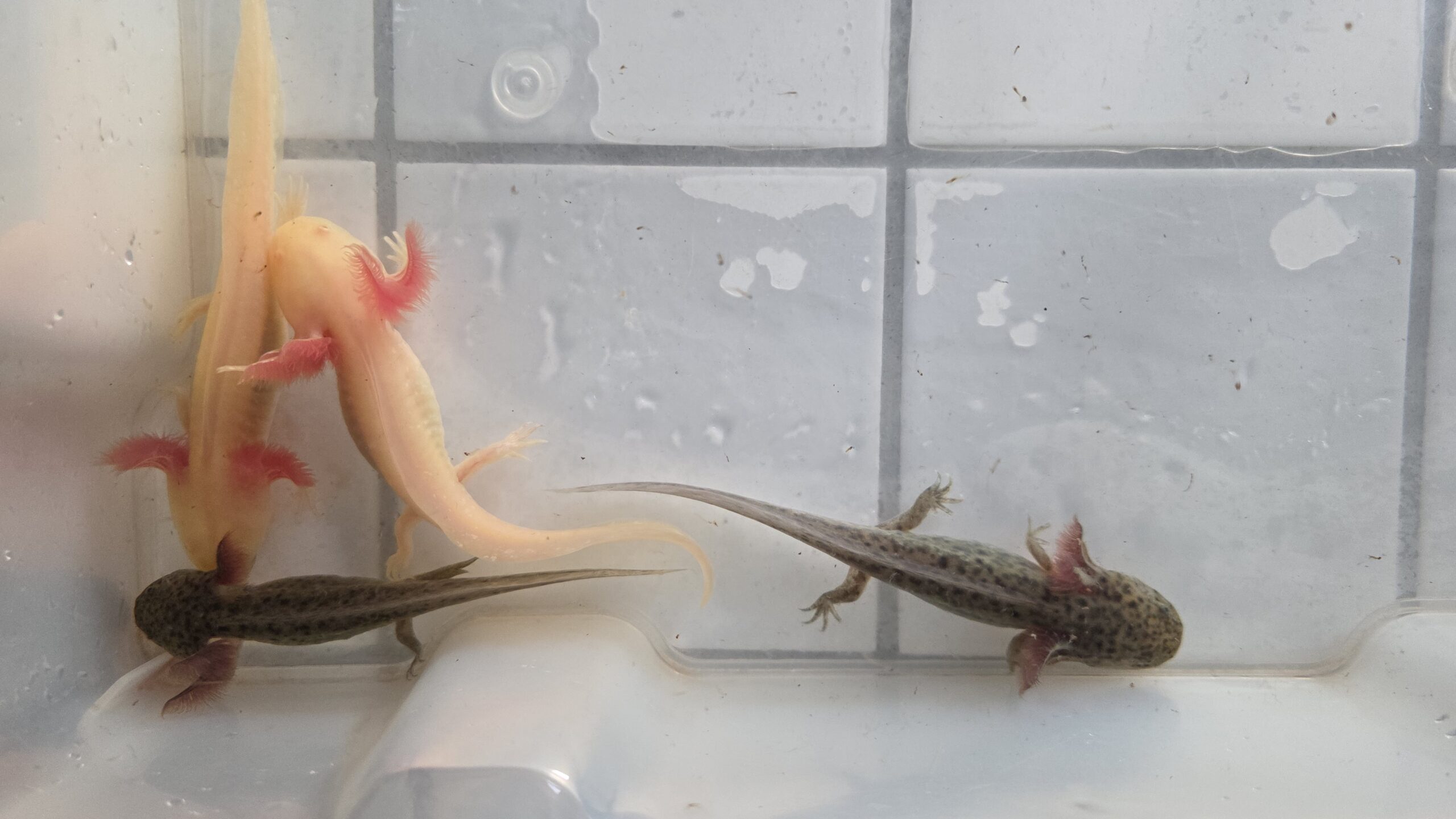 Wunderschöne Axolotl Babys abzugeben