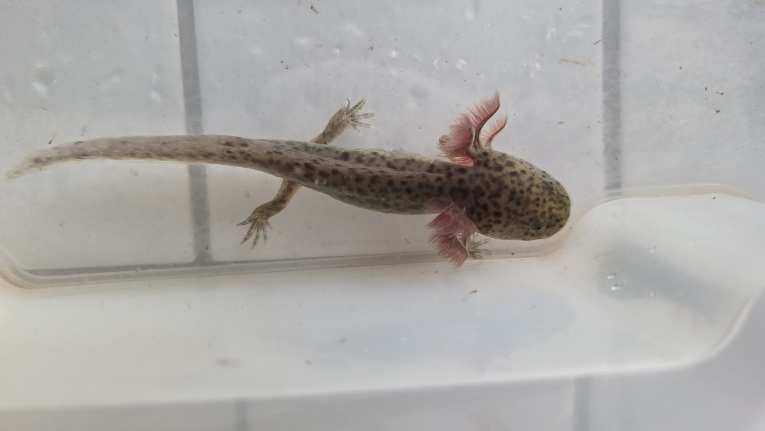 Wunderschöne Axolotl Babys abzugeben