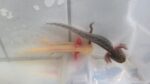 Wunderschöne Axolotl Babys abzugeben