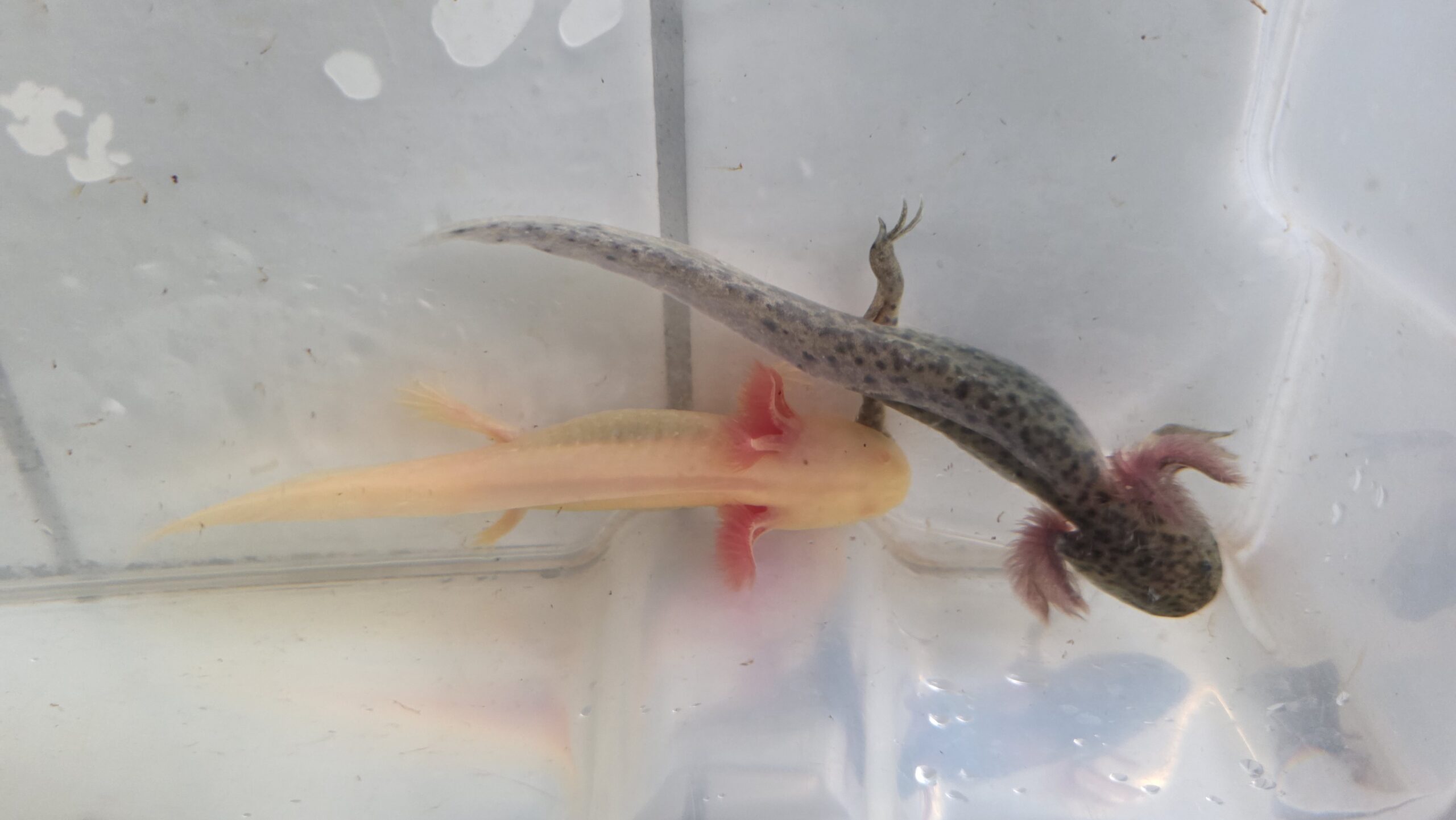 Wunderschöne Axolotl Babys abzugeben
