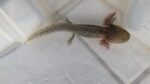 Wunderschöne Axolotl Babys abzugeben