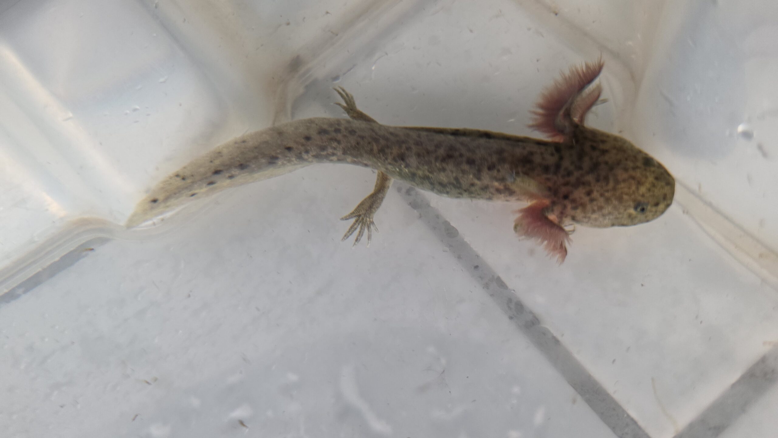 Wunderschöne Axolotl Babys abzugeben