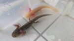 Wunderschöne Axolotl Babys abzugeben
