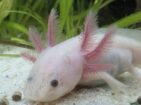 Junge Axoltl suchen neuen Wurmspender