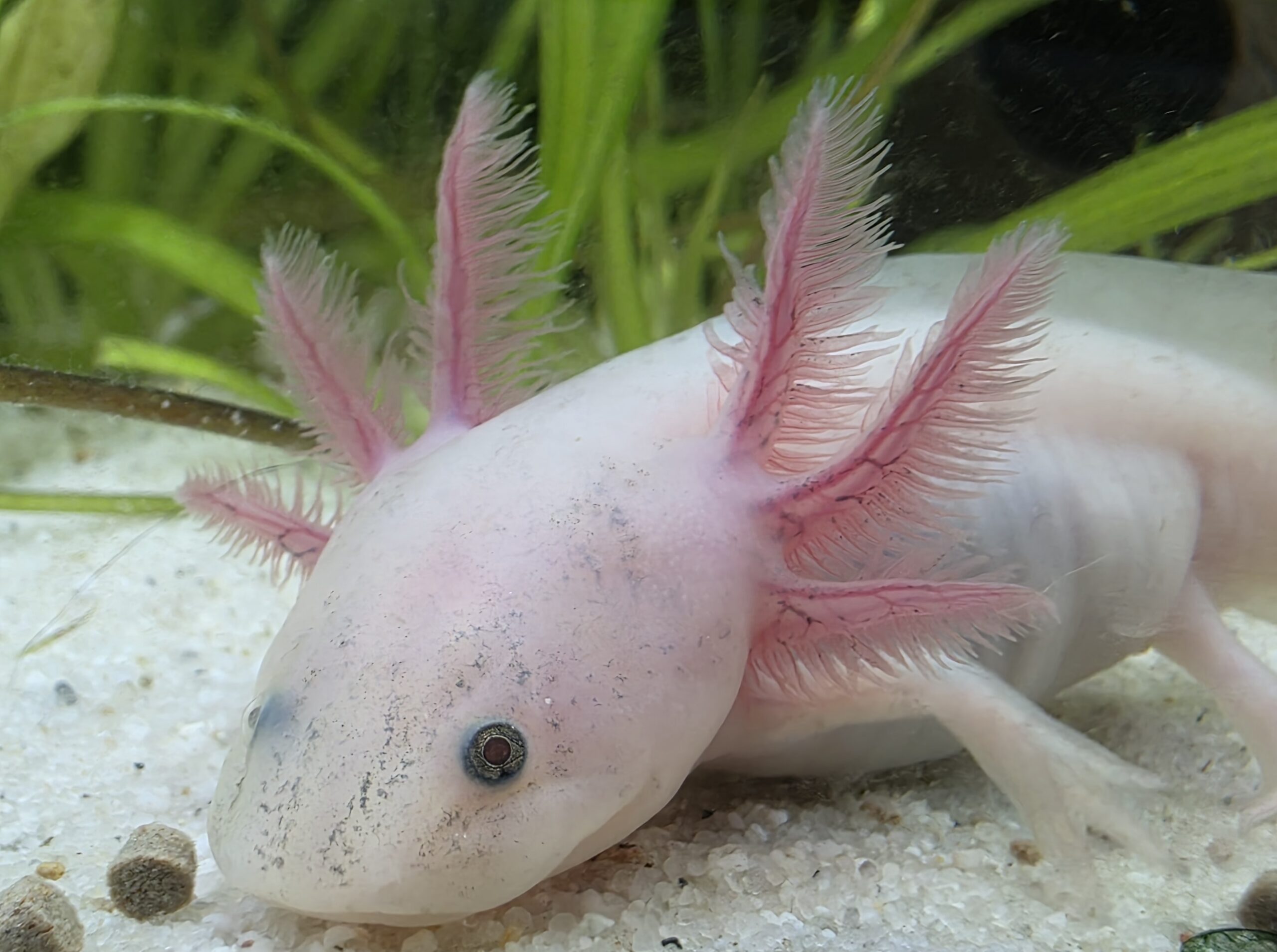 Junge Axoltl suchen neuen Wurmspender