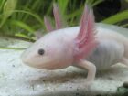 Junge Axoltl suchen neuen Wurmspender