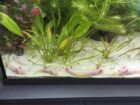 Junge Axoltl suchen neuen Wurmspender