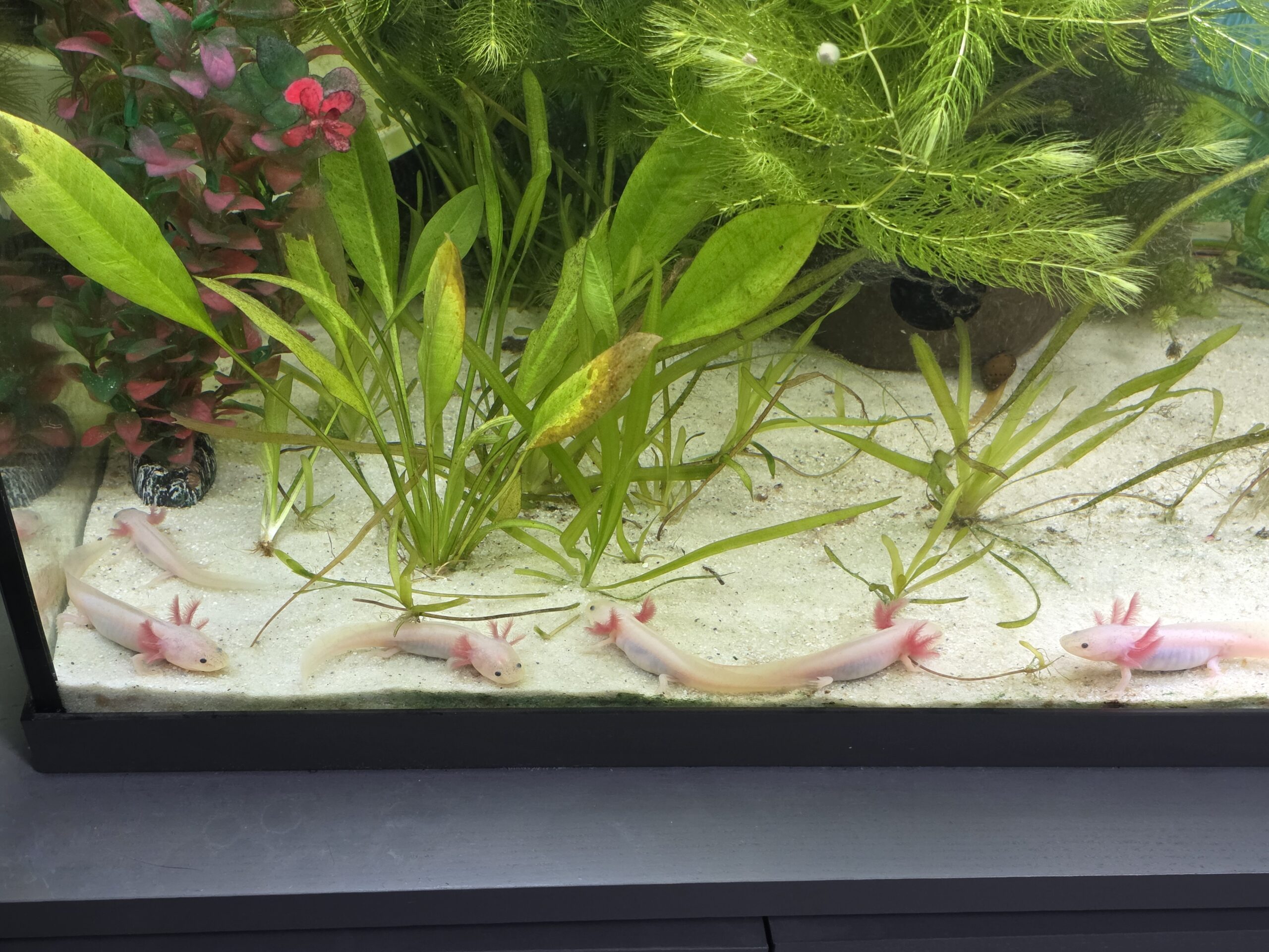 Junge Axoltl suchen neuen Wurmspender