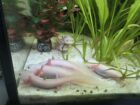 Junge Axolotl 15 Wochen alt suchen neues zuhause