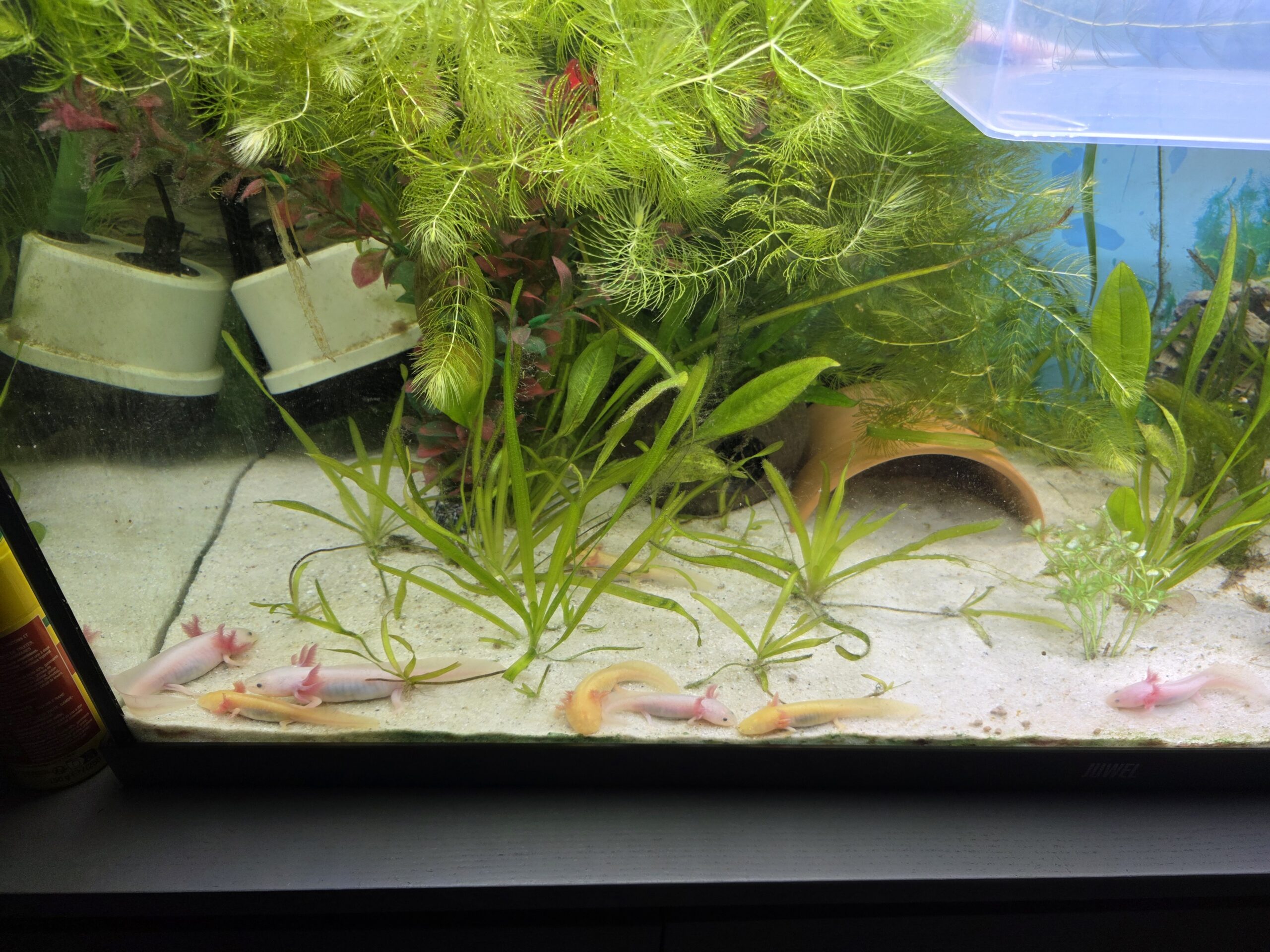 Junge Axolotl 15 Wochen alt suchen neues zuhause