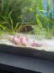 Junge Axolotl 15 Wochen alt suchen neues zuhause