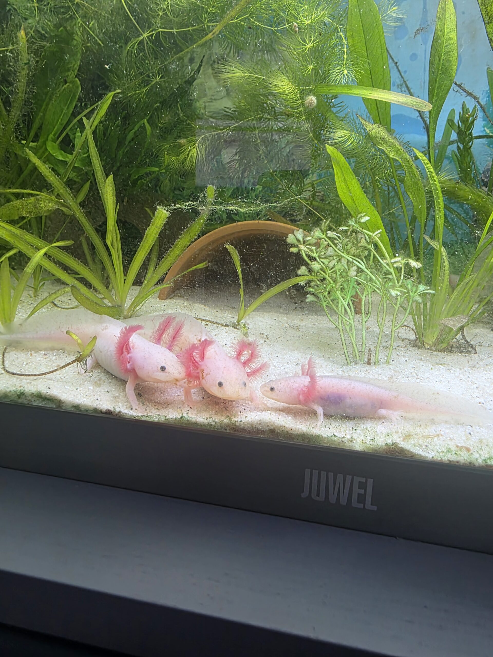 Junge Axolotl 15 Wochen alt suchen neues zuhause