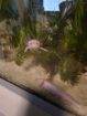 Junge Axolotl 15 Wochen alt suchen neues zuhause