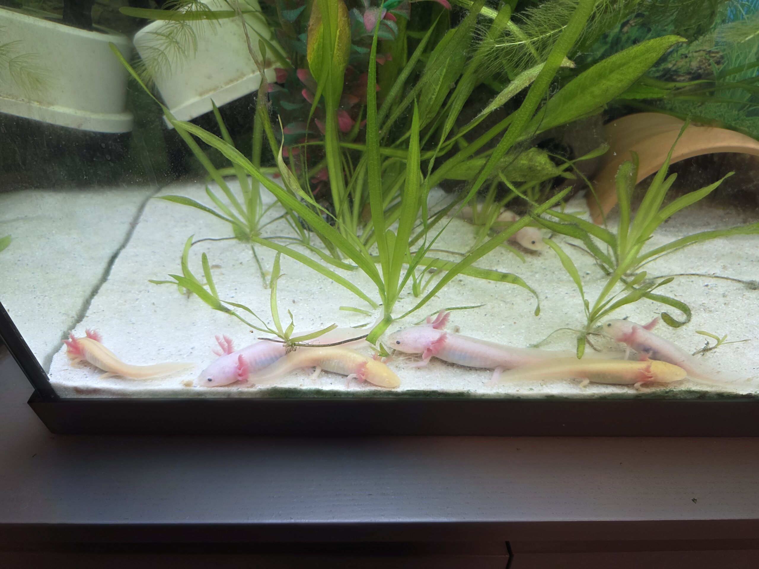 Junge Axolotl 15 Wochen alt suchen neues zuhause