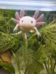 Junge Axolotl 15 Wochen alt suchen neues zuhause