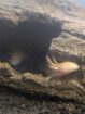 12 Axolotl suchen ein neues Zuhause