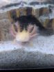 12 Axolotl suchen ein neues Zuhause