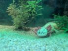 Axolotl-Pärchen (Weiß & Wildfarben) sucht neues Zuhause – nur zusammen