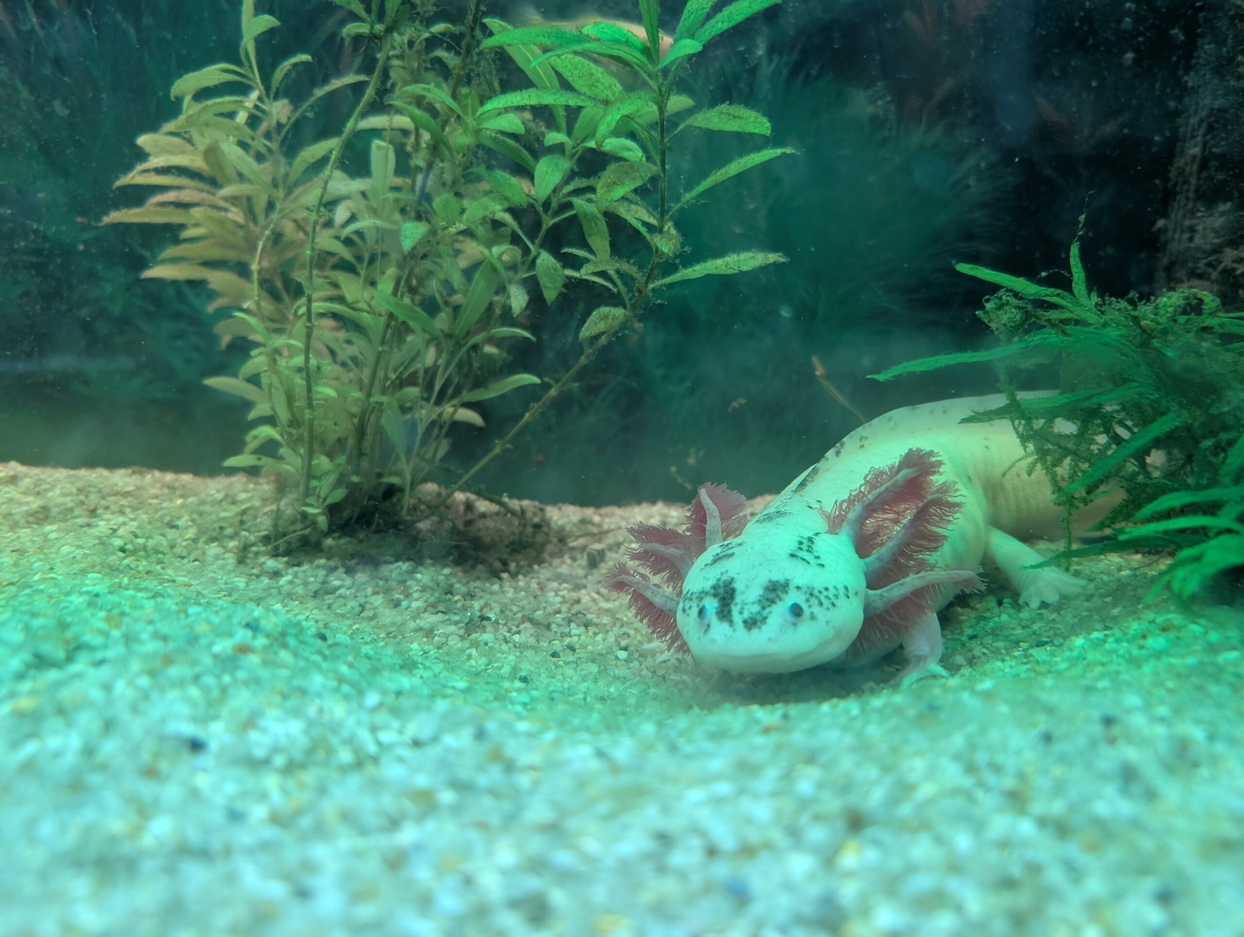 Axolotl-Pärchen (Weiß & Wildfarben) sucht neues Zuhause – nur zusammen