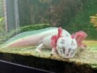 Axolotl-Pärchen (Weiß & Wildfarben) sucht neues Zuhause – nur zusammen
