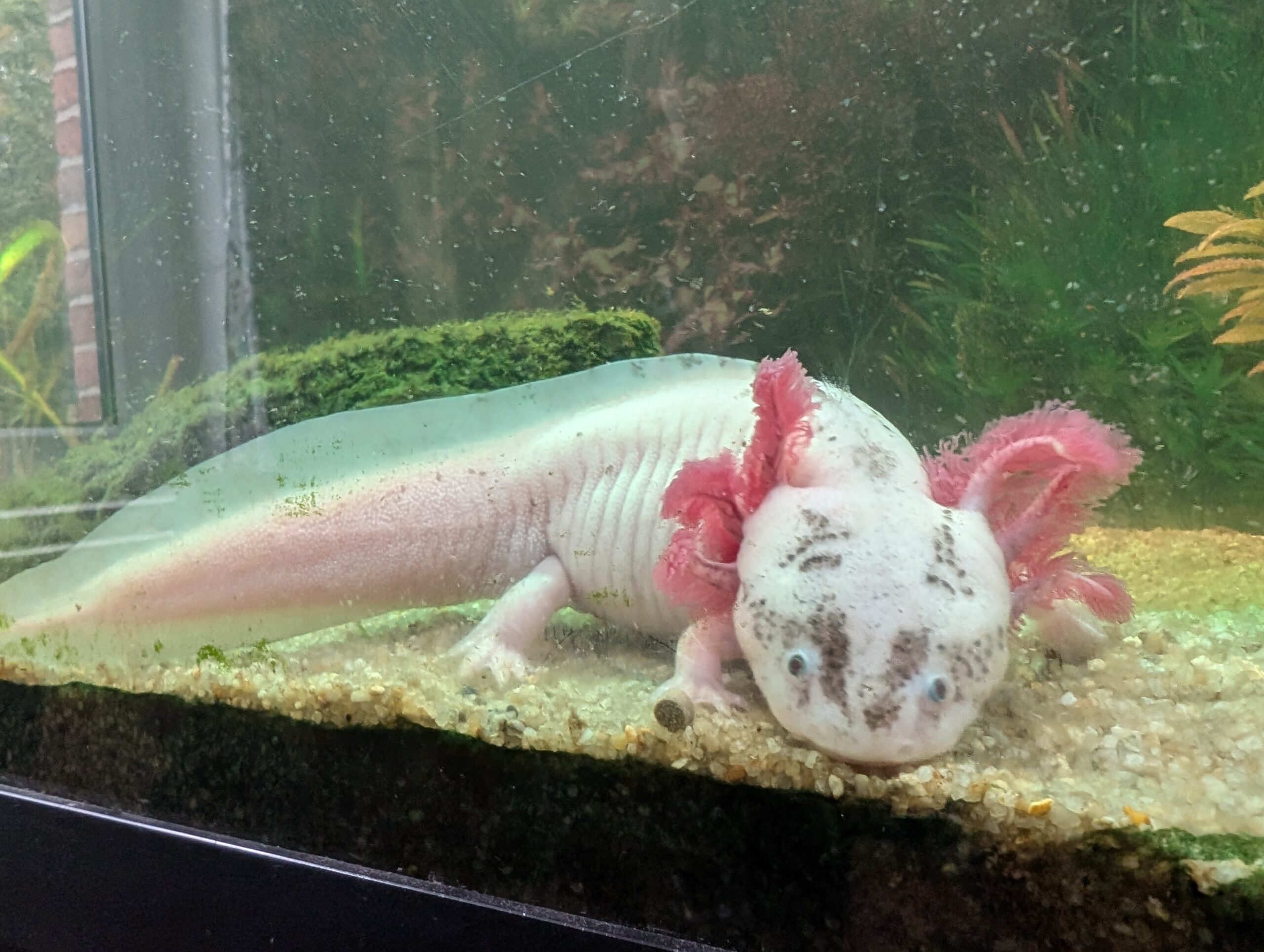 Axolotl-Pärchen (Weiß & Wildfarben) sucht neues Zuhause – nur zusammen