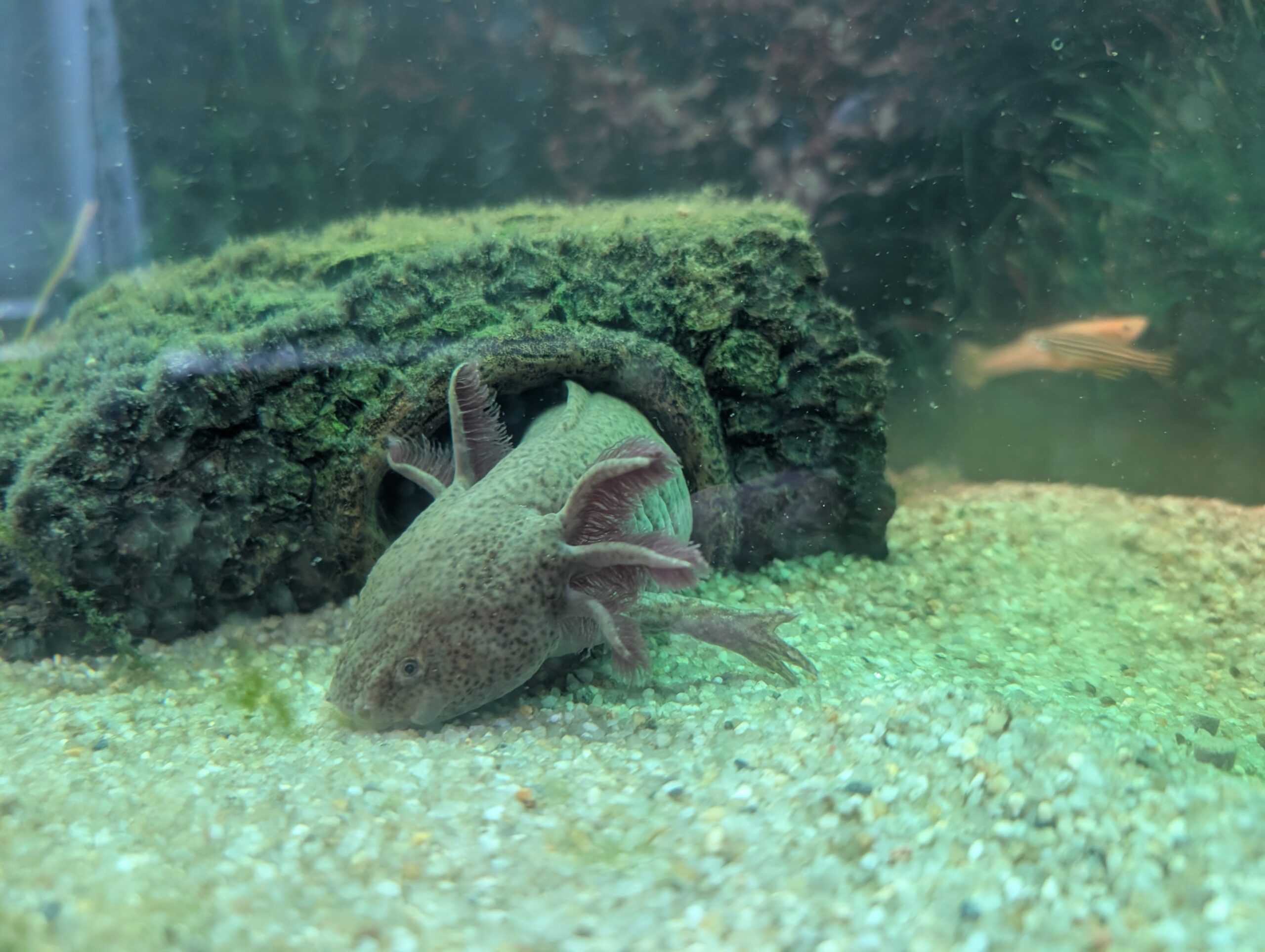 Axolotl-Pärchen (Weiß & Wildfarben) sucht neues Zuhause – nur zusammen