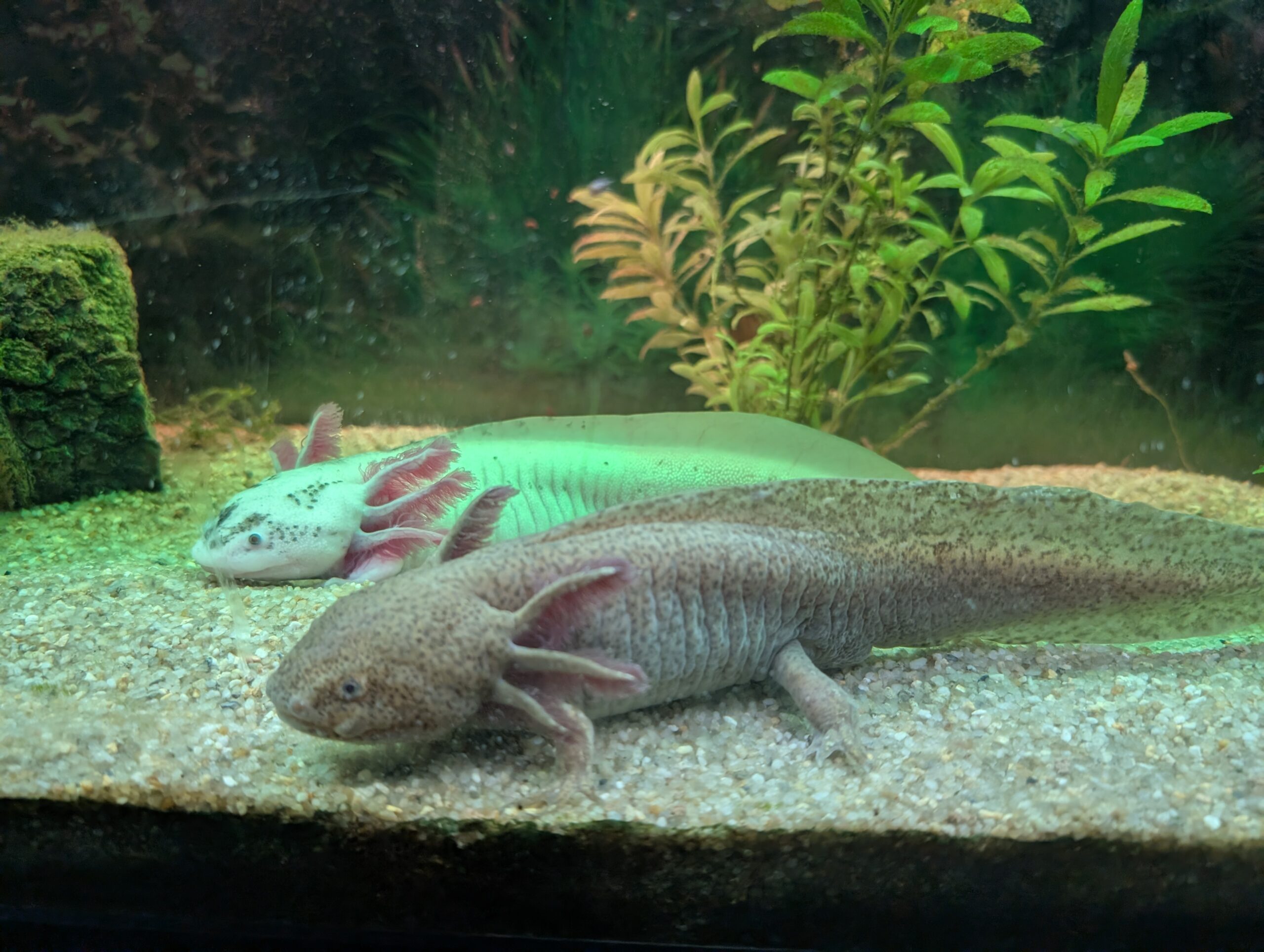 Axolotl-Pärchen (Weiß & Wildfarben) sucht neues Zuhause – nur zusammen
