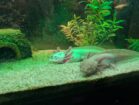 Axolotl-Pärchen (Weiß & Wildfarben) sucht neues Zuhause – nur zusammen