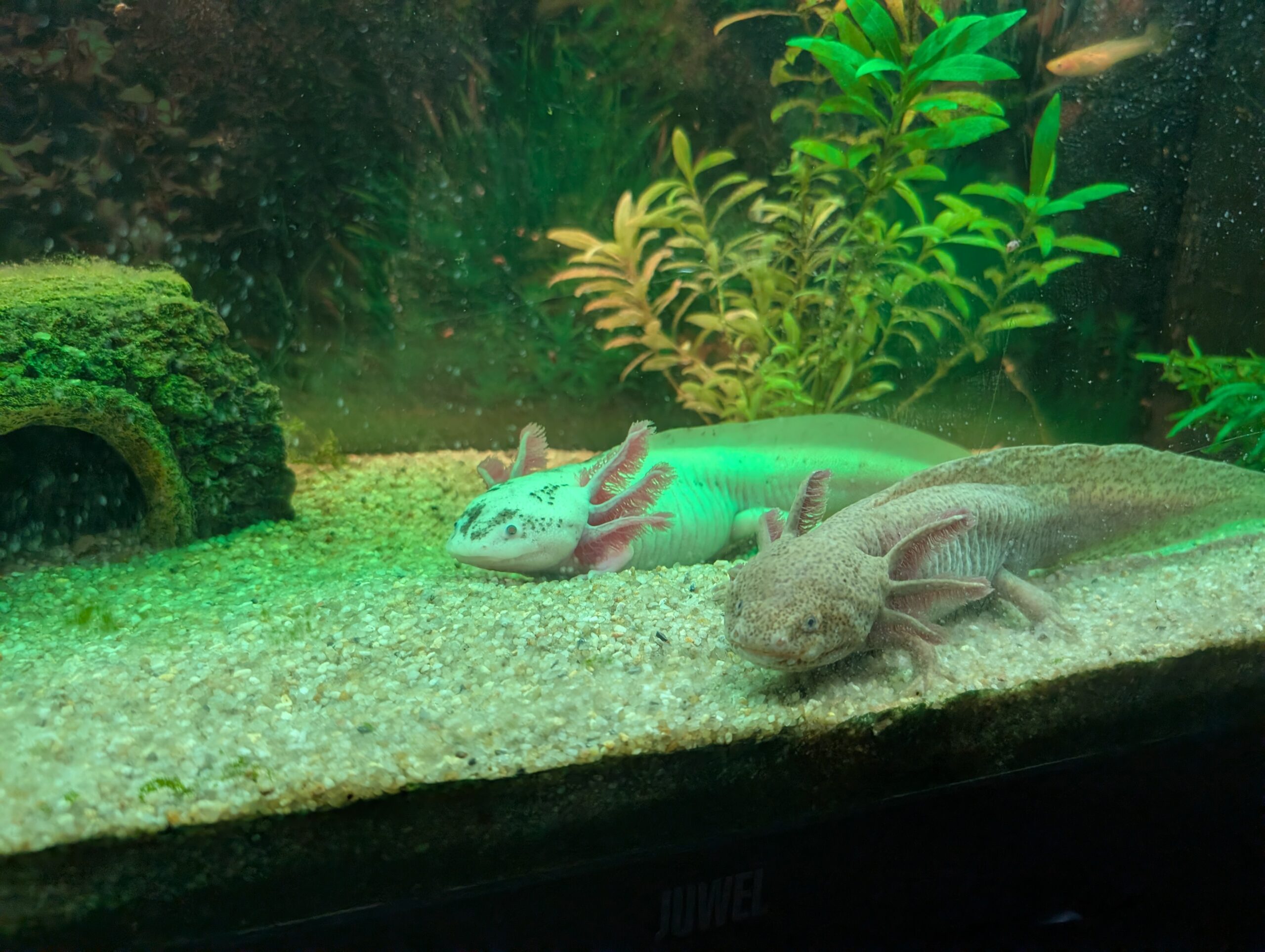 Axolotl-Pärchen (Weiß & Wildfarben) sucht neues Zuhause – nur zusammen