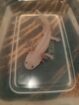 Wunderschöner Axolotl -Nachwuchs abzugeben