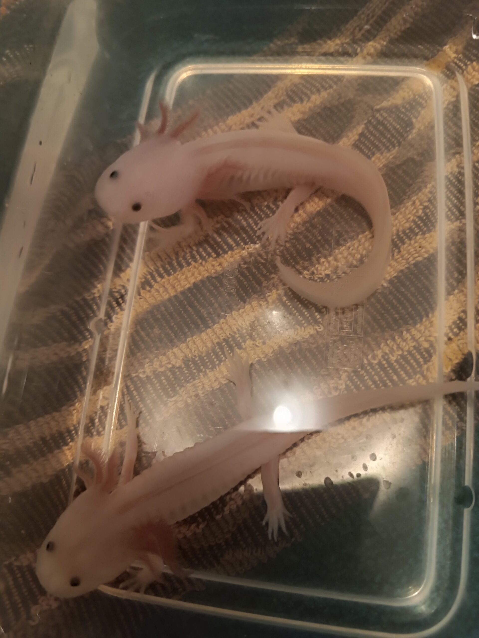 Wunderschöner Axolotl -Nachwuchs abzugeben