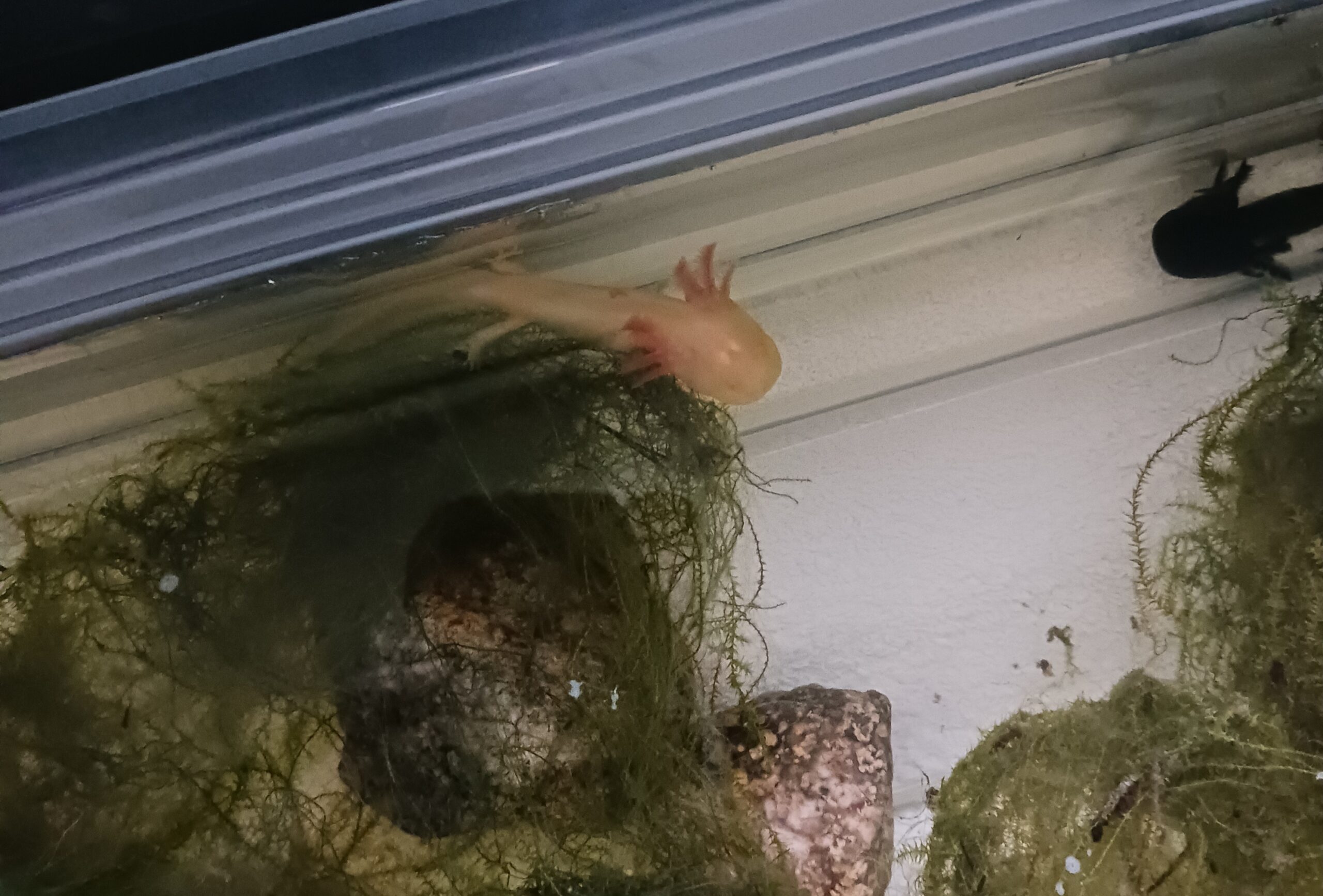 Axolotl Jungtier