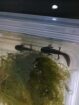 Axolotl Jungtier
