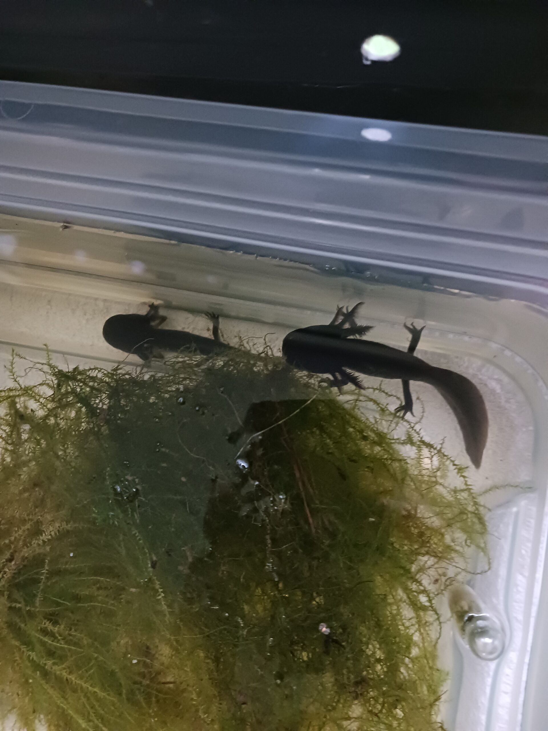Axolotl Jungtier