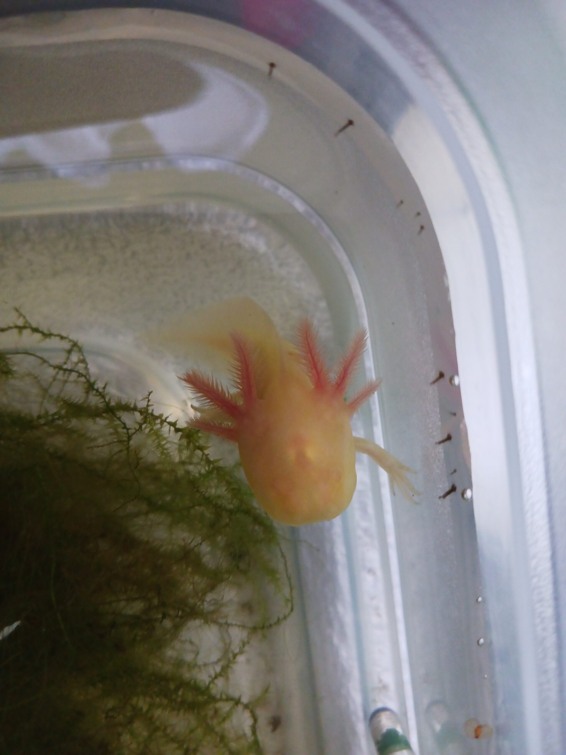 Axolotl Jungtier