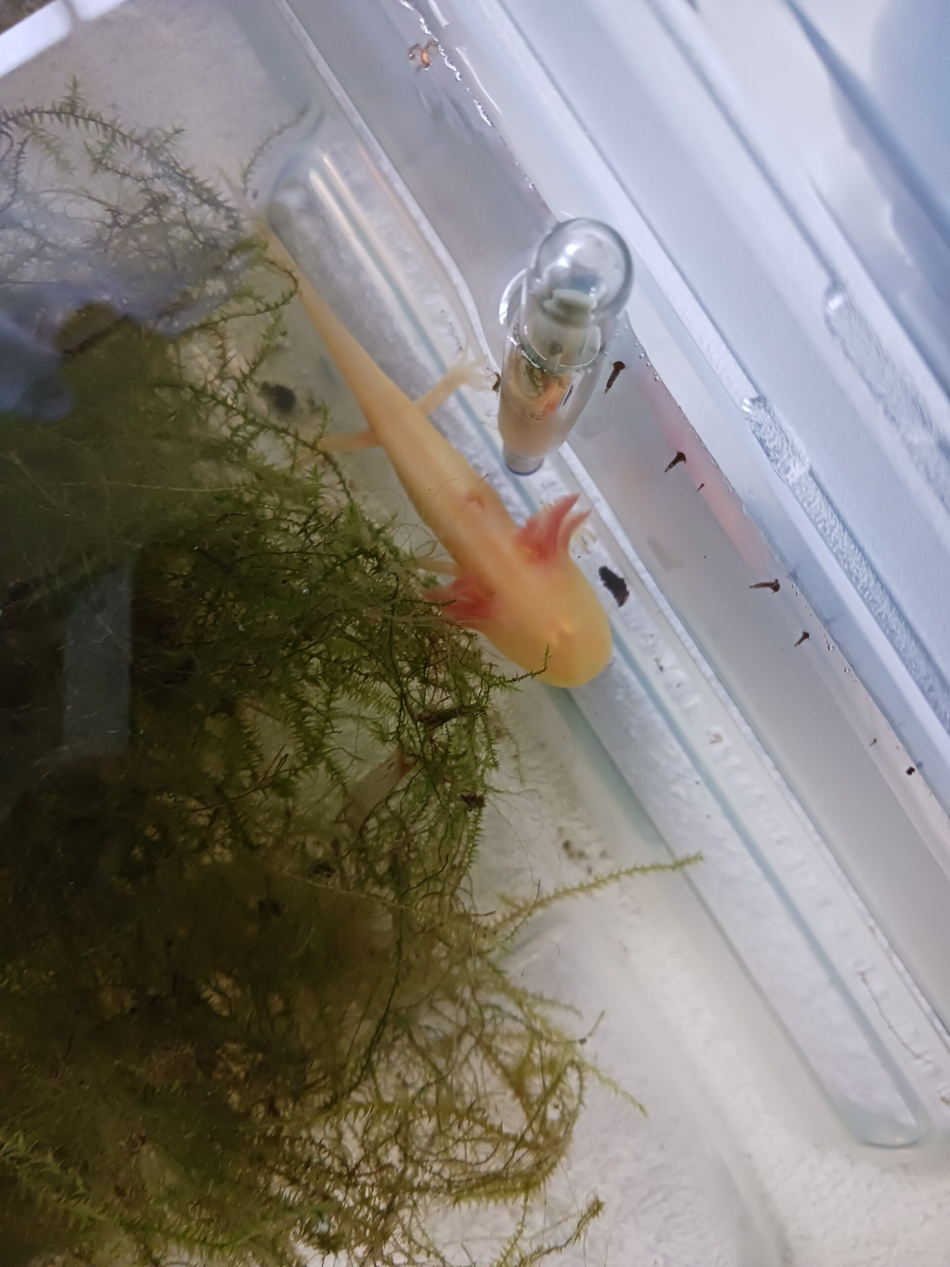 Axolotl Jungtier