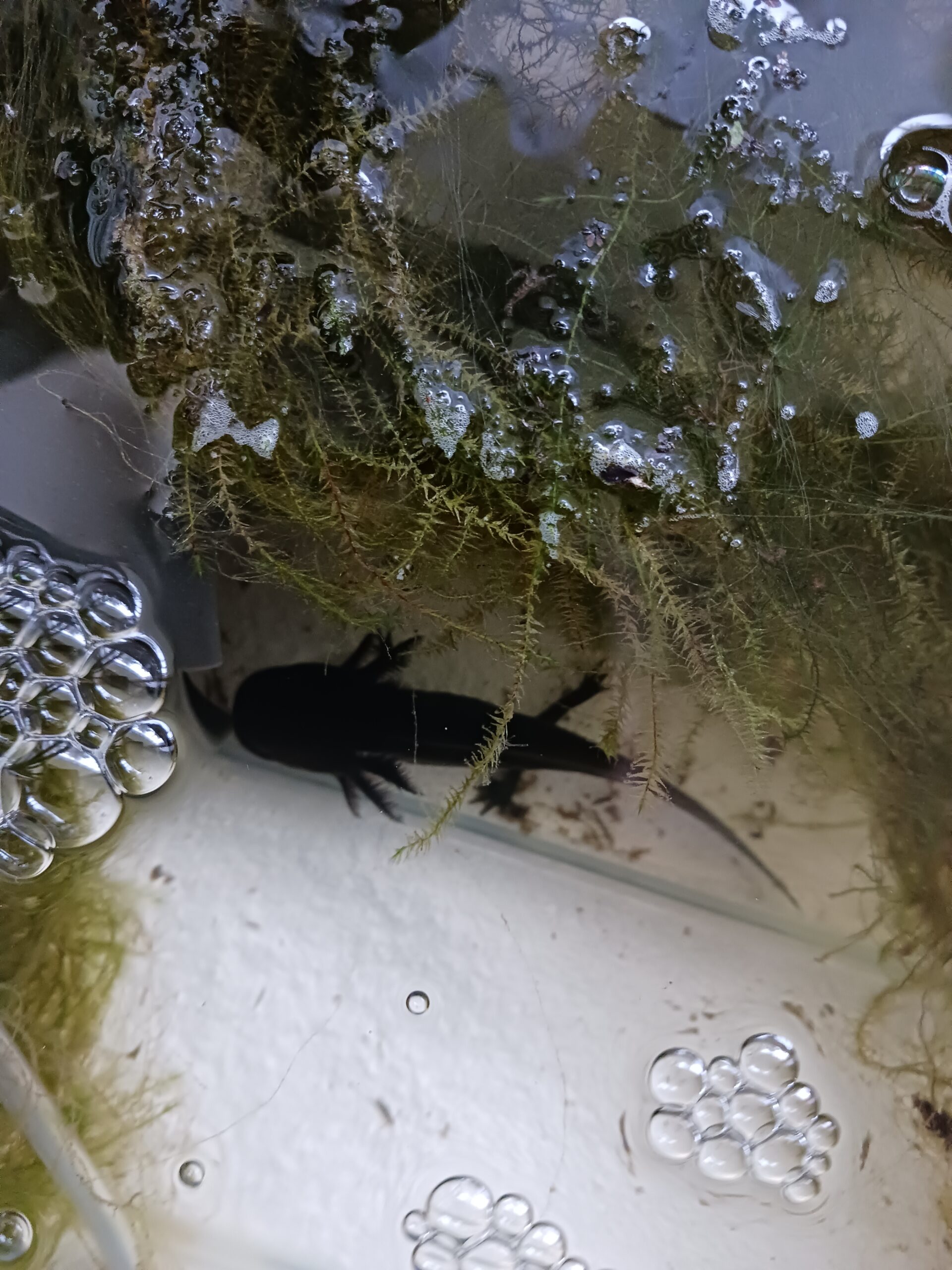 Axolotl Jungtier