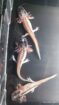 Harlekin Axolotl